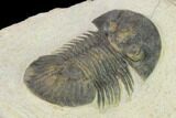 Bargain, Trilobite (Paralejurus spatuliformis?) Fossil - Morocco #137562-5